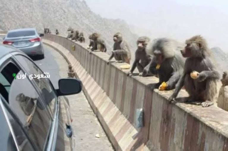 «الحياة الفطرية» تكشف عن أسباب انتشار قرود البابون في مدينة الرياض