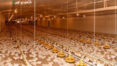 وقاء تستعرض أحدث الطرق لتعزيز صناعة الدواجن في المملكة العربية السعودية