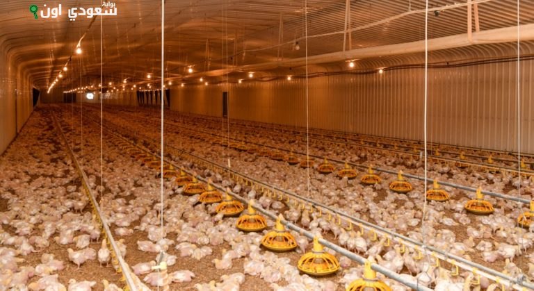 وقاء تستعرض أحدث الطرق لتعزيز صناعة الدواجن في المملكة العربية السعودية