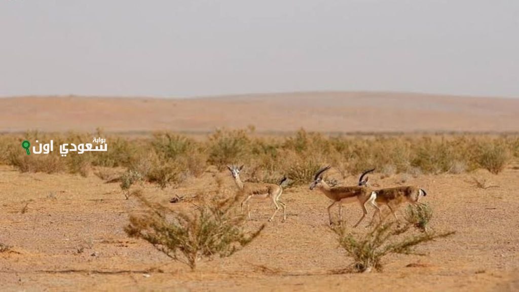 ضبط مواطنين لمخالفتهما قوانين البيئة في محميتي الملك عبدالعزيز وعسير