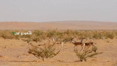 محمية عسير