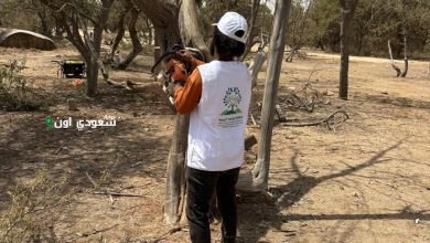 تدشين حملة لتقليم أشجار العرعر