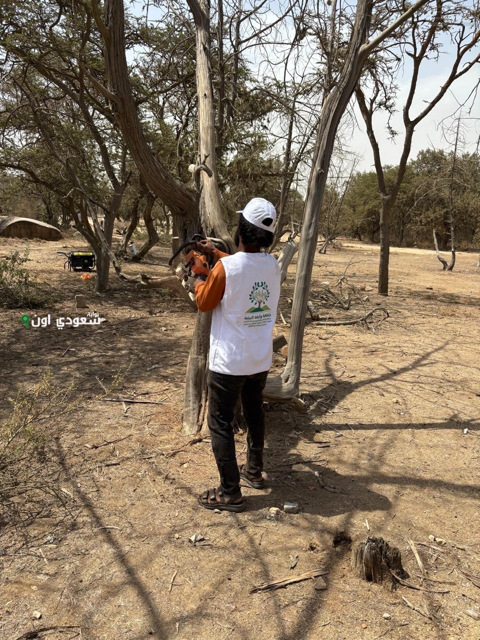 تدشين حملة لتقليم أشجار العرعر