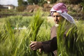 صرف 457 مليون ريال كدفعة أولى لمزارعي القمح المحلي
