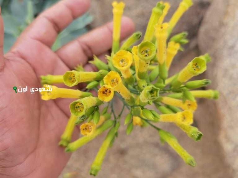 نبتة التبغ الكاذب