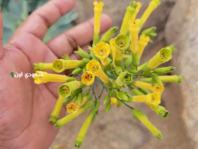 نبتة التبغ الكاذب