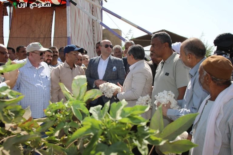 انطلاق موسم حصاد الذهب الأبيض في بني سويف