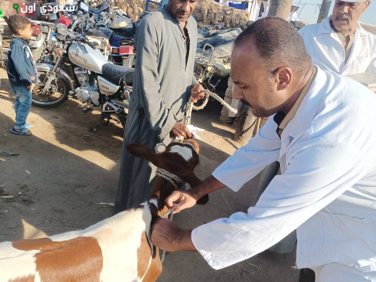 الصورة الرئيسية للمقال: كشف بيطرى الأقصر عن تحصين وفحص الماشية في الأسواق الأسبوعية ضد الأمراض الوبائية