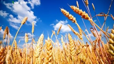 موسم توريد القمح
