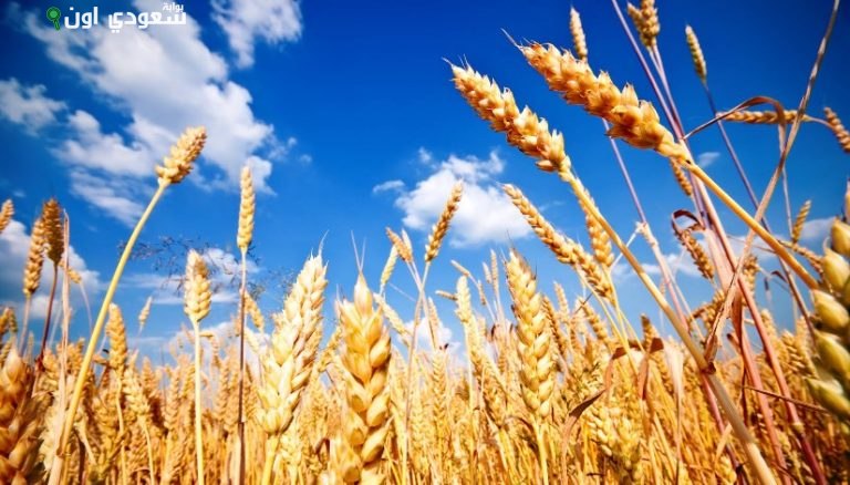 موسم توريد القمح