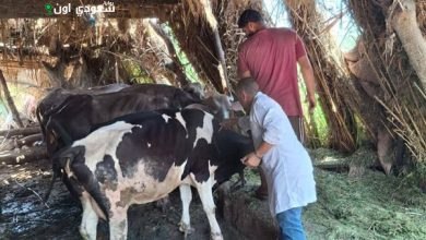 تحصين 177 ألف رأس ماشية ضد الحمى القلاعية بالدقهلية