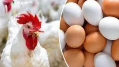 شعبة الدواجن: زيادة فائض الانتاج 15% تعزز استقرار الأسعار