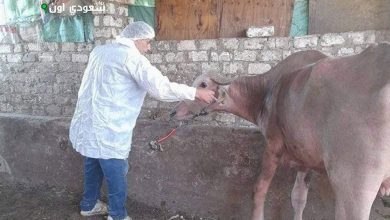انطلاق الحملة القومية لتحصين الماشية