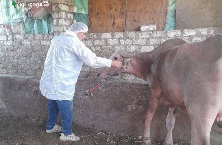 انطلاق الحملة القومية لتحصين الماشية