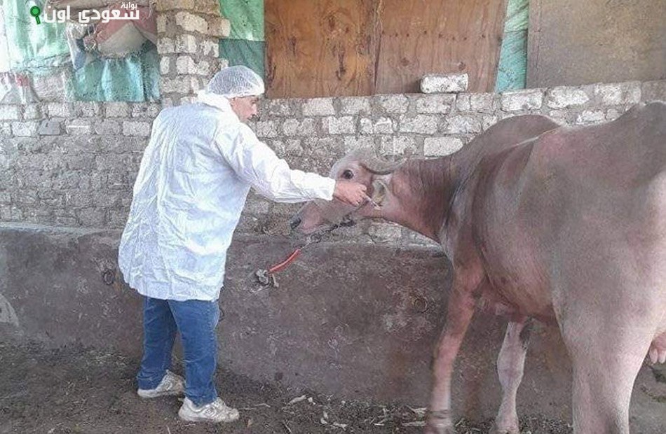 انطلاق الحملة القومية لتحصين الماشية