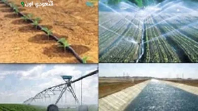 شرايين مائية تنعش شمال سيناء وتفتح آفاق الزراعة والفرص
