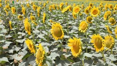 العباد الشمس في الصعيد