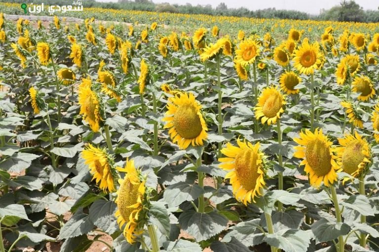 العباد الشمس في الصعيد