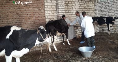 ماشية