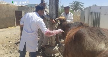 إطلاق قافلة بيطرية مجانية في قرية محلة سبك غداً