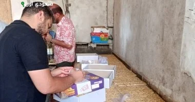 ضبط 650 كيلو من حلوى المولد المغشوشة في سوهاج