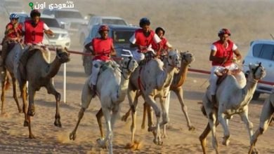 سباق الهجن في ميدان العلمين بمشاركة 1500 جمل لمدة يومين