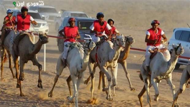 سباق الهجن في ميدان العلمين بمشاركة 1500 جمل لمدة يومين