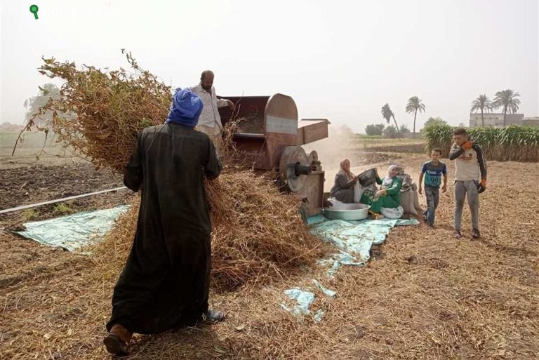 فرحة المزارعين بحصاد فول الصويا وزيادة إنتاجية الفدان