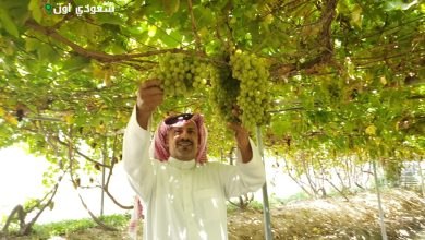 أصناف رائعة من العنب تتألق في أسواق المملكة بإنتاج يفوق 122 ألف طن