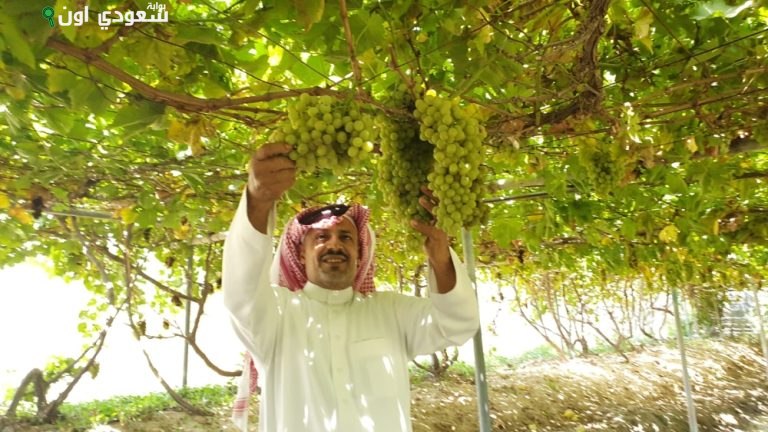 أصناف رائعة من العنب تتألق في أسواق المملكة بإنتاج يفوق 122 ألف طن