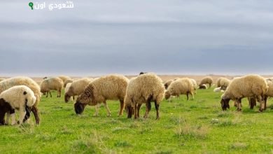 مشروع متميز لتربية الماشية وإنتاج اللحوم الحمراء على مليون متر مربع بشقراء