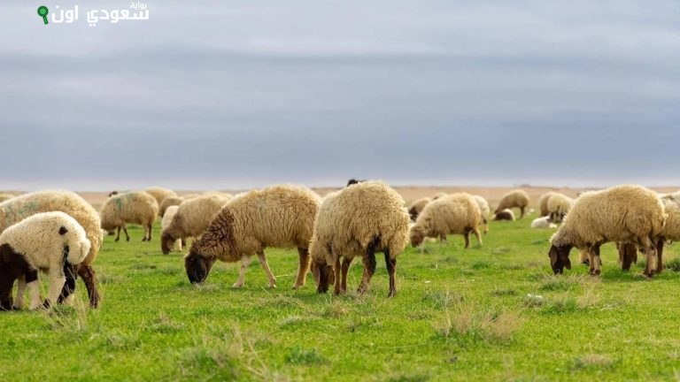 مشروع متميز لتربية الماشية وإنتاج اللحوم الحمراء على مليون متر مربع بشقراء