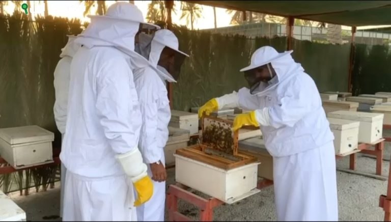 مبادرة "عسل المانجروف" في القطيف تبدأ غدًا بتخصيص 30 خلية بحث