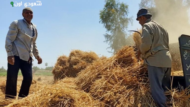 انتهاء موسم القمح