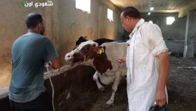 تعزيز صحة الثروة الحيوانية، نظمت مديرية الطب البيطري في محافظة الأقصر