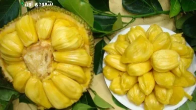 الكاكايا