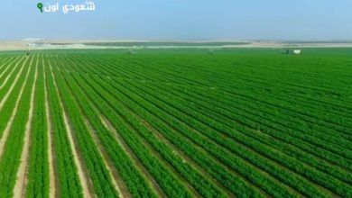 الإحصاء: 610.8 ألف فدان مساحة الأراضي المستصلحة في 2023/2024