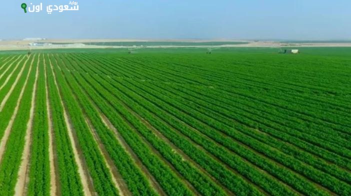 الإحصاء: 610.8 ألف فدان مساحة الأراضي المستصلحة في 2023/2024