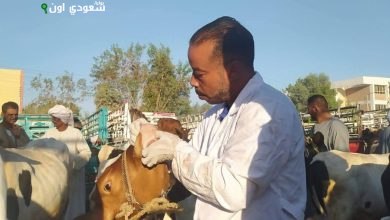 تحصين 32240 رأس ماشية وأغنام بالأقصر ضد الأمراض الوبائية