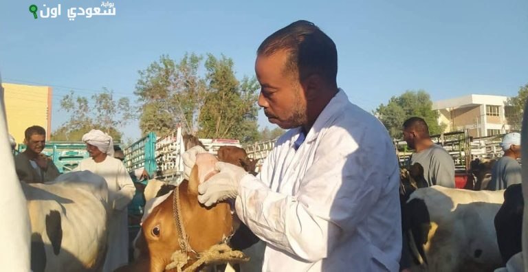 تحصين 32240 رأس ماشية وأغنام بالأقصر ضد الأمراض الوبائية