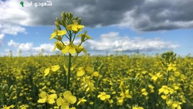 الوادى الجديد تدعم زراعة الكانولا لإنتاج زيوت صحية