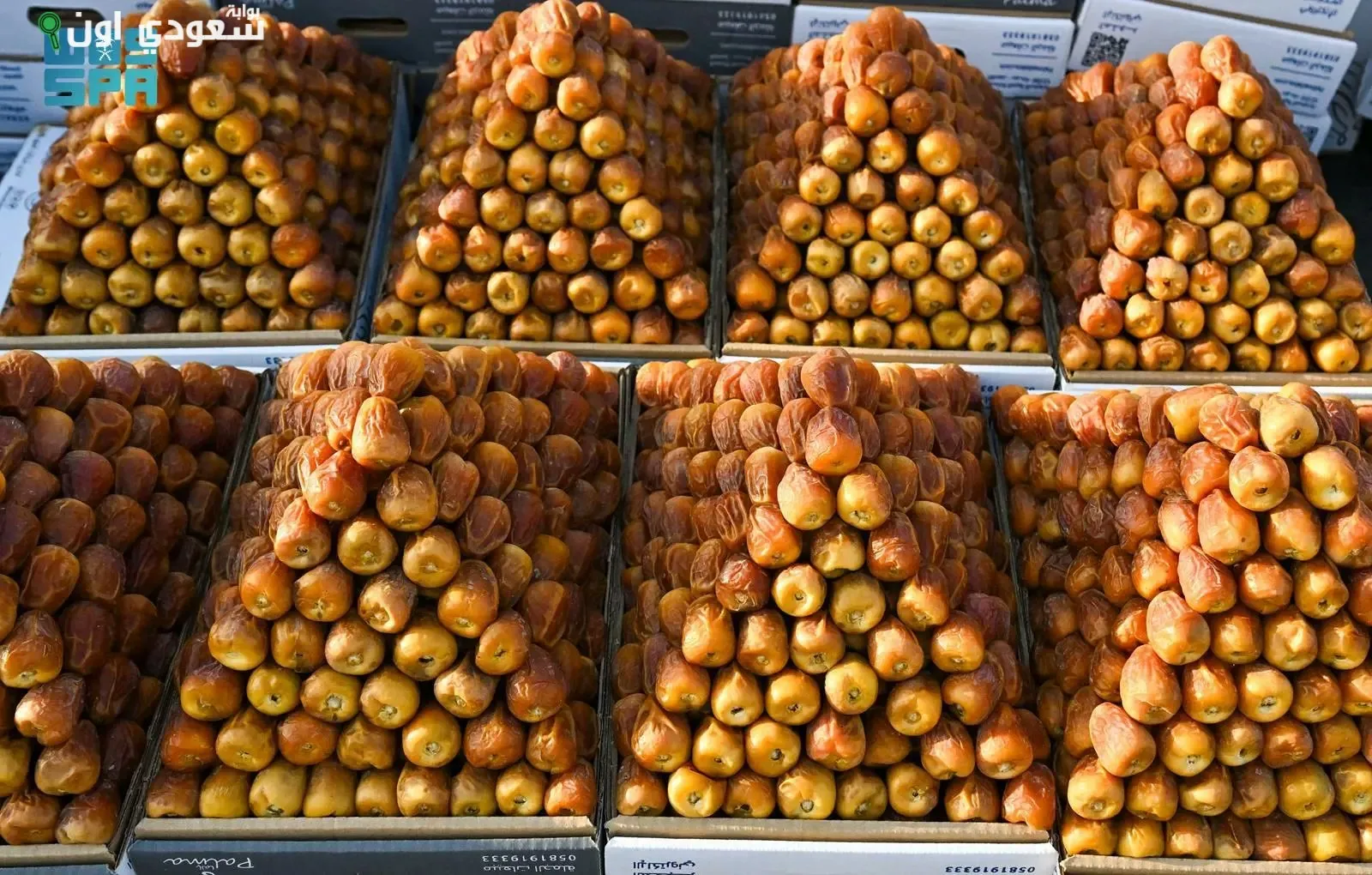 فعاليات "دبلوماسية التمور"