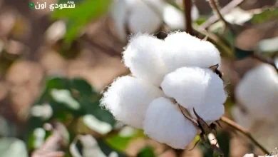زهر القطن
