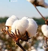 القطن