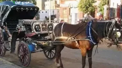 الأقصر تطلق حملة لتنظيف مواقع تجمع عربات الحنطور