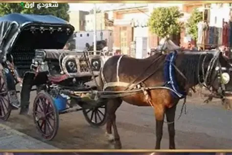 الأقصر تطلق حملة لتنظيف مواقع تجمع عربات الحنطور