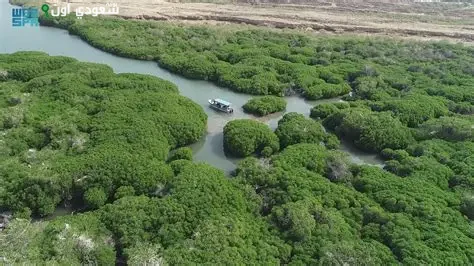 المانجروف في جازان