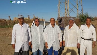 تحصين الماشية في أسواق الأقصر ضد الحمى القلاعية