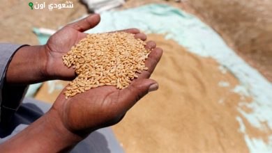 سوهاج تحقق إنجازاً كبيراً في موسم توريد القمح