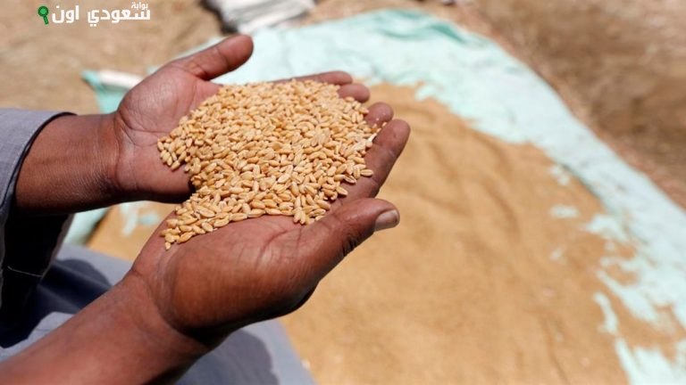 سوهاج تحقق إنجازاً كبيراً في موسم توريد القمح